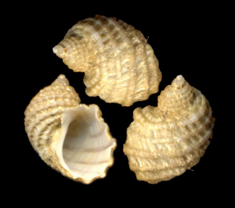 Clathrella clathrata